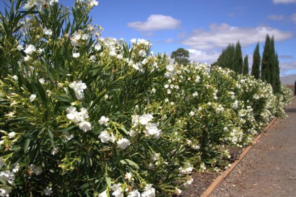 <i>Nerium oleander</i> 'Madonna' - Image 4