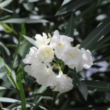 Close-up of a cluster of pristine white oleander flowers, their delicate petals surrounding a pale yellow center, set against a backdrop of glossy, dark green leaves.