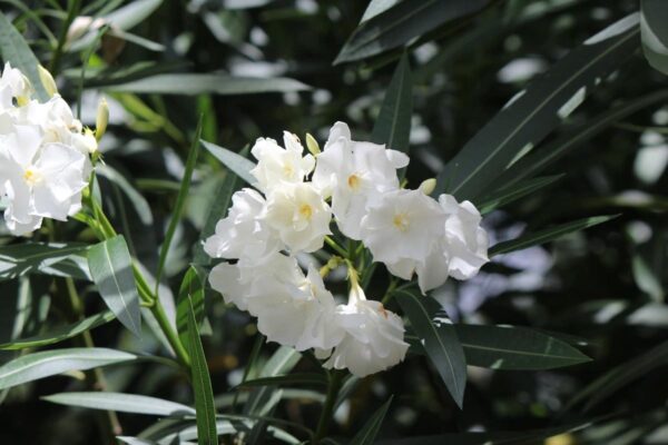 <i>Nerium oleander</i> 'Madonna' - Image 5