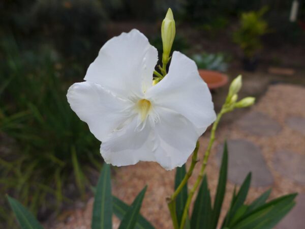 <i>Nerium oleander</i> 'Madonna'