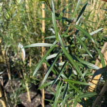 Close-up of slender, lance-shaped green leaves on a young willow tree sapling in a nursery setting. The foliage is vibrant and dense, showcasing the plant's healthy growth.