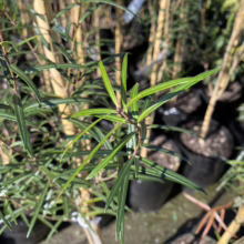Close-up of a Podocarpus plant with slender, dark green leaves arranged in a spiral pattern. The plant is in a black pot, surrounded by other similar plants in a nursery setting.