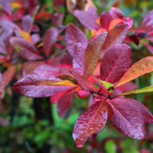 Close-up of vibrant red blueberry leaves in autumn, some with yellow and green hues, glistening with dew. Fall foliage adds rich color to the landscape.