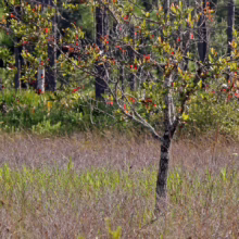 A young tree stands in a field of tall grass, its leaves tinged with red, signaling the changing seasons in a serene, natural landscape.