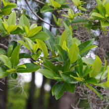 Lush green leaves of a Laurel Cherry tree, Quercus laurifolia, in a natural setting, with Spanish moss draping in the background. Bright, vibrant foliage evokes a sense of nature's beauty.