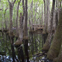 Swamp landscape featuring cypress trees rising from dark water, their reflections mirrored in the still surface. A wooden boardwalk cuts through the lush, green wetland forest.