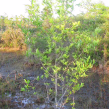 Young wax myrtle tree thrives in a wet, marshy environment. Its bright green leaves stand out against the muddy landscape, showcasing its adaptability to coastal conditions.