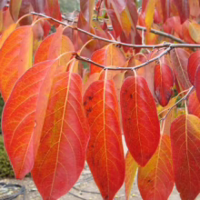 Vibrant autumn leaves in shades of red, orange, and yellow hang from a tree branch. Close-up shows detailed veins and textures, capturing the beauty of fall foliage.
