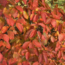 Vibrant autumn foliage ablaze in shades of red, orange, and gold. Close-up view of a tree or shrub with leaves transitioning colors, showcasing the beauty of fall.