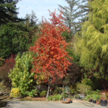 Vibrant red Japanese maple tree stands out in a lush garden setting with green trees. A paved area in the foreground leads to a wooden fence and a variety of plants and trees.