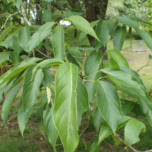 Lush green leaves of a tree with prominent veins, creating a vibrant, natural scene. The foliage hangs gracefully from branches against a backdrop of grass and other trees.