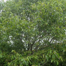 Lush green tree with dense foliage and small round fruits, its branches stretching wide against a bright sky. The tree's gnarled trunk and verdant leaves create a vibrant, natural scene.