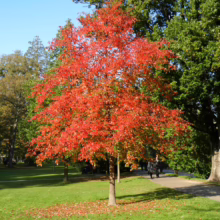 Vibrant red tree in full autumn foliage stands out against a green lawn in a park setting. A paved path winds nearby, with people strolling in the background, under a clear blue sky.
