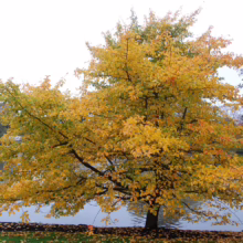 Golden autumn tree reflecting in a lake. The tree's yellow leaves contrast with the dark water, creating a vibrant fall scene. Fallen leaves dot the grassy bank.