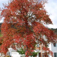 Brilliant red autumn foliage of a tree in a suburban neighborhood. A white townhouse is in the background, with a blue sky overhead.
