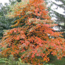 A dogwood tree bursts with vibrant orange and red fall colors, amidst a backdrop of green trees. The tree's foliage transitions from green to fiery hues, signaling the autumn season.