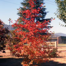 A young tree with vibrant red and green leaves stands prominently in a grassy yard, with a tall evergreen and a building visible in the background. The scene captures the beauty of autumn foliage.