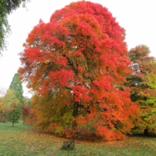 Brilliant red oak tree in full autumn color, its leaves a vibrant canopy against the overcast sky. Fallen leaves cover the green grass below, creating a picturesque fall scene.