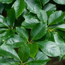 Lush, glossy green leaves of a Southern Magnolia tree, showcasing their vibrant color and smooth texture. Close-up view highlighting the plant's natural beauty.