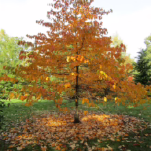 Autumn tree with vibrant orange leaves surrounded by fallen foliage. Sunlight filters through the branches, creating a warm, inviting scene.