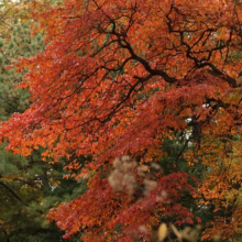 Brilliant autumn foliage: vivid red and orange leaves adorn a tree in peak fall color, contrasting with the green hues of surrounding trees.