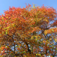Autumn tree ablaze with vibrant fall colors: fiery red, golden yellow, and hints of green against a bright blue sky. Branches reach upwards in a stunning display of seasonal beauty.