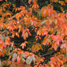 Autumn leaves ablaze in shades of orange, red, and green adorn a tree, signaling the transition of seasons. The colorful foliage creates a vibrant display against the darker background of the tree trunk and other greenery.
