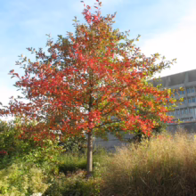 Autumn color on a young tree with vibrant red leaves, set against a blue sky and a modern building. The tree is surrounded by lush green and golden grasses, showcasing the beauty of fall foliage.