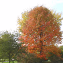 Vibrant autumn scene with a large tree ablaze in orange and red fall colors, framed by green trees and a sunny sky. A picturesque autumn landscape.