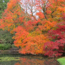 Autumn foliage in vibrant hues of red, orange, and yellow reflected in a calm pond covered with lily pads. Trees line the water's edge, showcasing the beauty of fall colors.