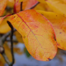 Close-up of vibrant autumn leaves in shades of yellow, orange, and red. Detailed veins are visible on the leaves, showcasing the beauty of fall foliage.