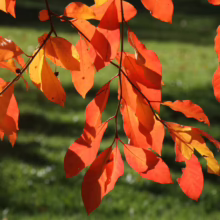 Vibrant autumn leaves in shades of red, orange, and yellow hang from branches against a blurred green background, capturing the essence of fall foliage.