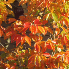 Vibrant autumn foliage displays a stunning array of colors from deep red to golden orange and green, illuminated by sunlight. A glimpse of a house can be seen in the background.