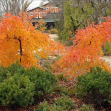 Two vibrant orange sumac trees in full autumn color stand out against green shrubs and a gravel path leading to a house in the background. The fall foliage creates a striking contrast.