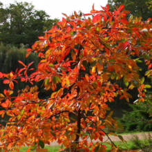 A small tree ablaze with autumn color, its leaves transitioning from green to vibrant orange and red. Lush greenery and a tranquil pond form the backdrop, creating a serene fall scene.