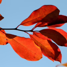 Vibrant orange autumn leaves on a branch against a clear blue sky. The leaves are backlit, creating shadows and highlighting their texture. A beautiful fall foliage scene.