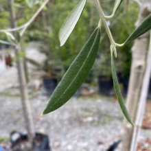 Close-up of olive tree leaves, showcasing their slender shape and silvery-green color. The leaves are attached to a light-colored branch, with a blurred background of more olive trees in pots.