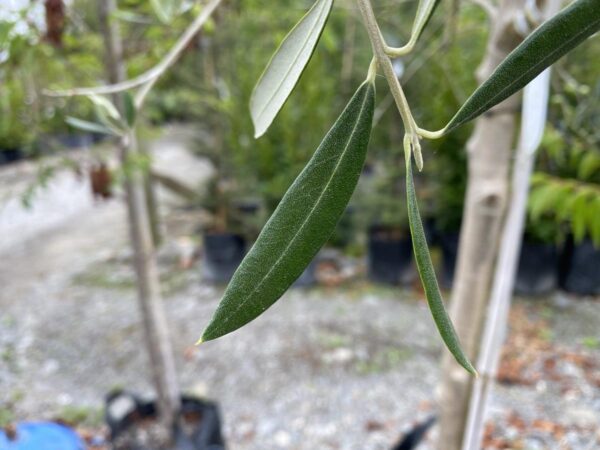 <i>Olea europaea</i> 'Ascolano' - Image 2