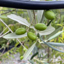 Close-up of an olive branch with unripe green olives hanging from its silvery-green leaves. A black irrigation line runs above the branch, hinting at careful cultivation.
