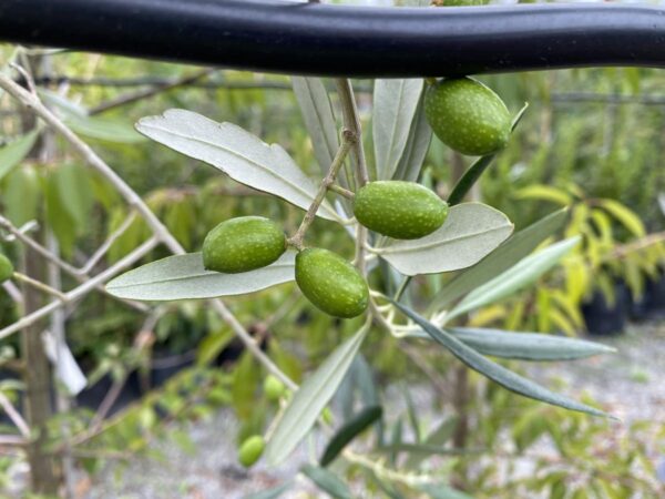 <i>Olea europaea</i> 'Ascolano' - Image 3