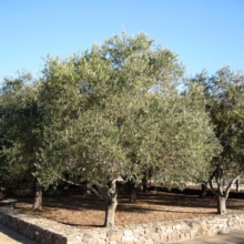 Lush olive trees with silvery-green foliage stand in a stone-walled enclosure under a bright blue sky, creating a tranquil Mediterranean garden scene.