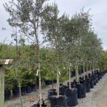 Row of potted olive trees in black grow bags at a plant nursery, ready for planting. Trees are lined up on a gravel path under a cloudy sky.