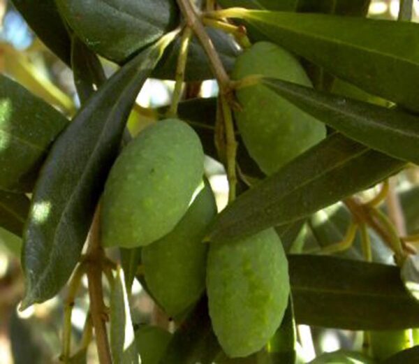 <i>Olea europaea</i> 'Barnea'