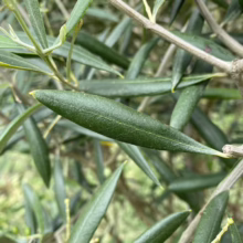 Olive 'El Greco' (Olive) leaf.