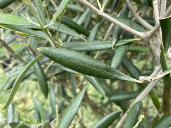 <i>Olea europaea</i> 'El Greco' - Image 5