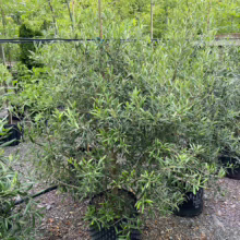 Olive 'El Greco' (Olive) plant at Leafland.