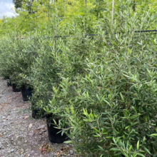Olive 'El Greco' (Olive) line at Leafland.