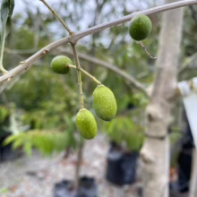 Close-up of an olive tree branch with unripe green olives. The olives are small and dotted, hanging from a light gray branch against a blurred garden background.