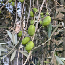 Unripe green olives hang from branches with silvery-green leaves on an olive tree. The olives are speckled with lighter green spots, suggesting a healthy and abundant harvest.