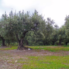 Olive grove under a cloudy sky. Ancient olive trees with gnarled trunks stand on a patch of grass and dirt, creating a serene landscape.